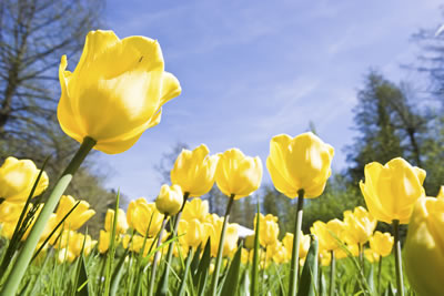 Yellow Tulips